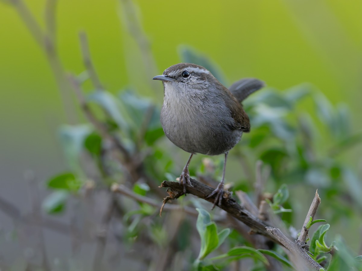 Troglodyte de Bewick - ML644879012
