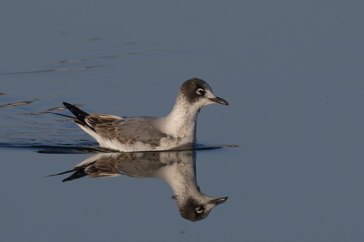 Franklin's Gull - ML644879013