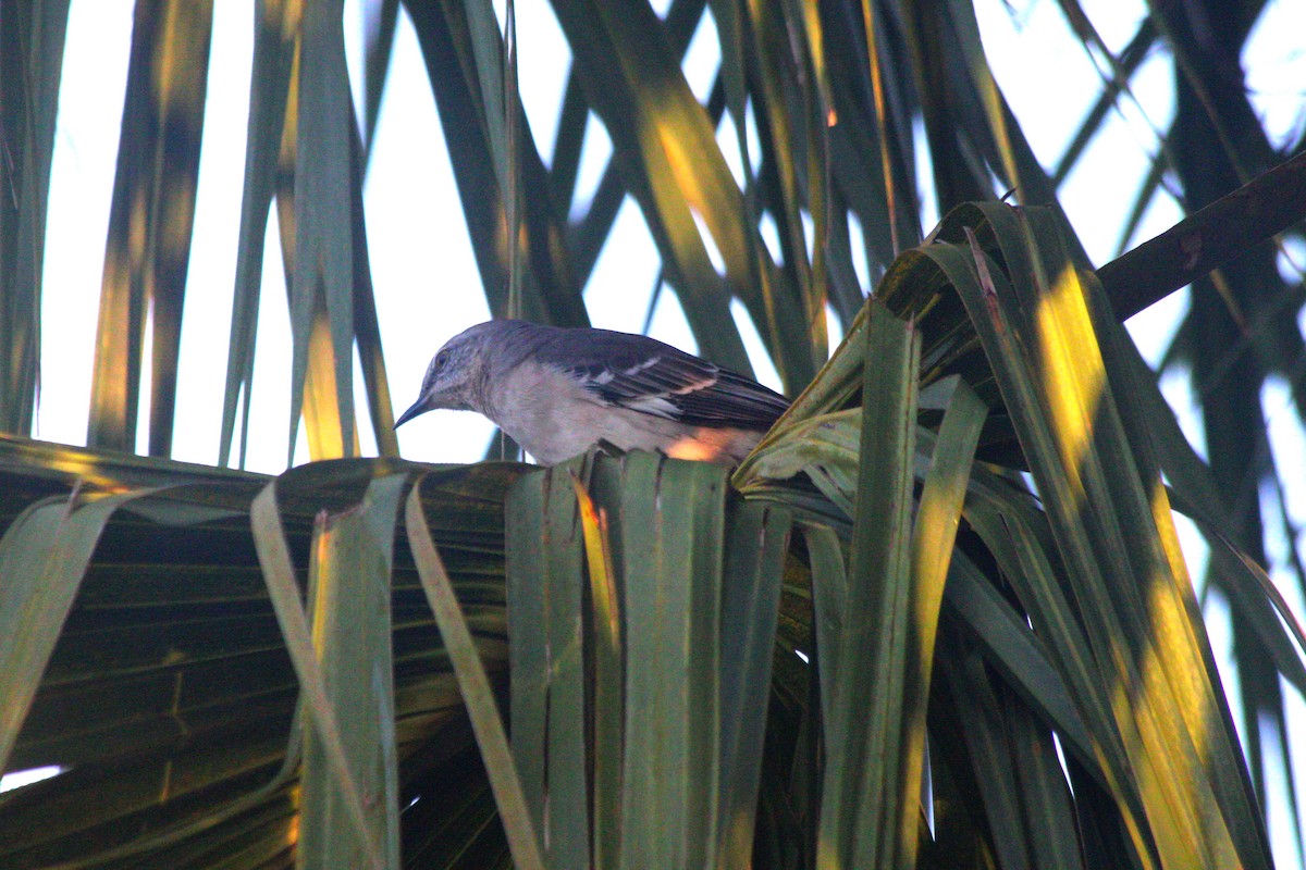 Northern Mockingbird - ML644879016