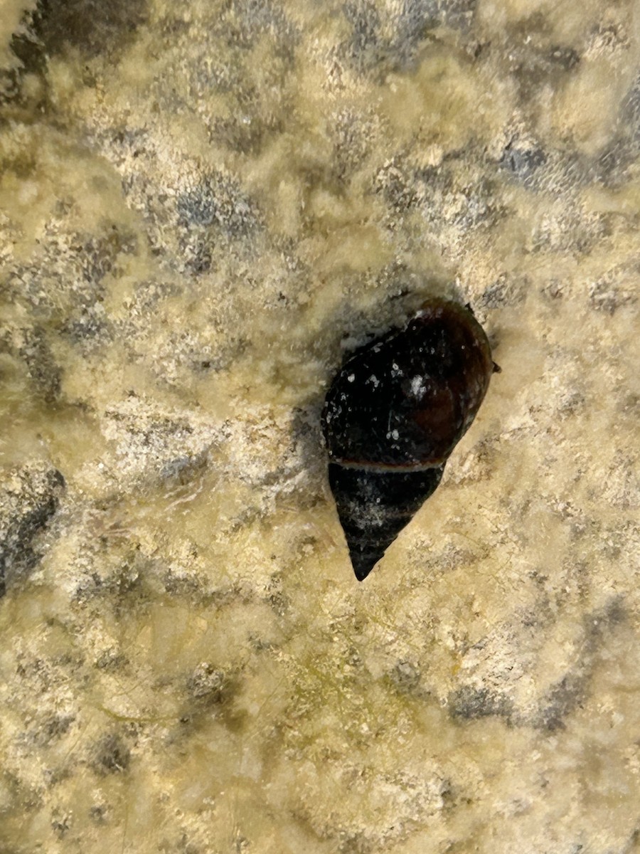 Animals - ML644879033