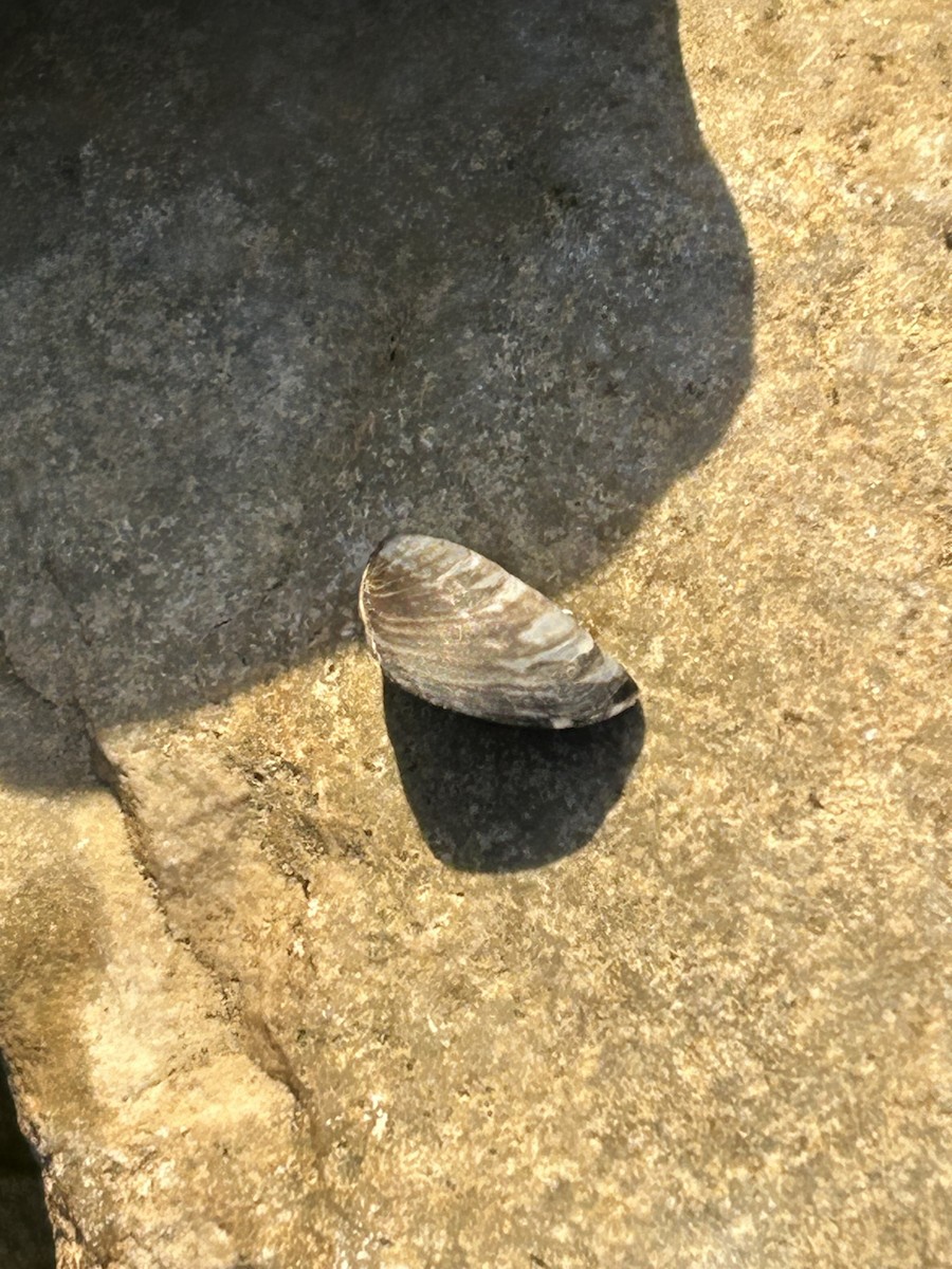 Animals - ML644879034