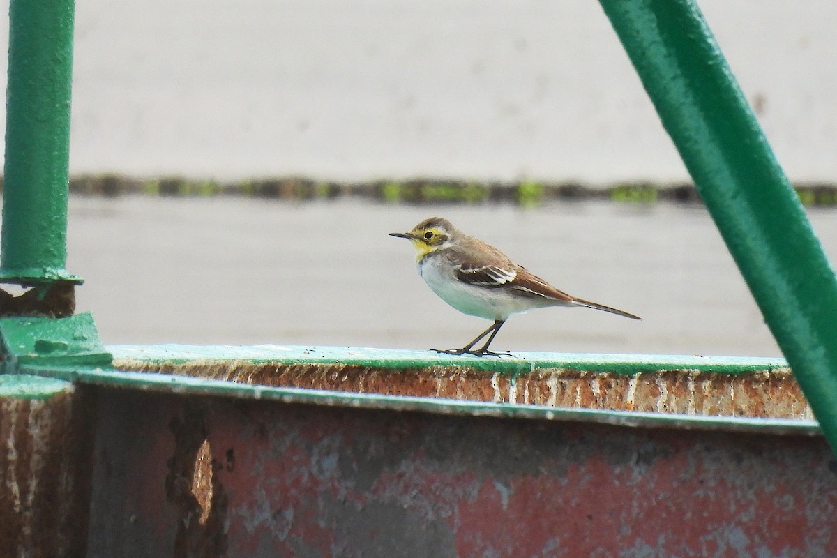 Citrine Wagtail - ML644879038
