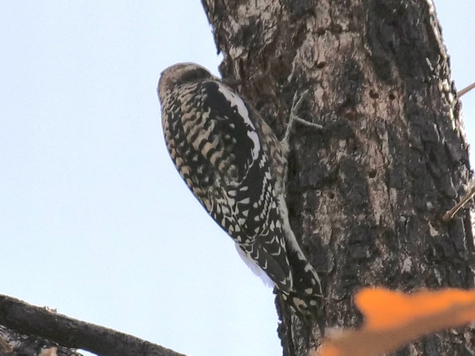 Yellow-bellied Sapsucker - ML644879066