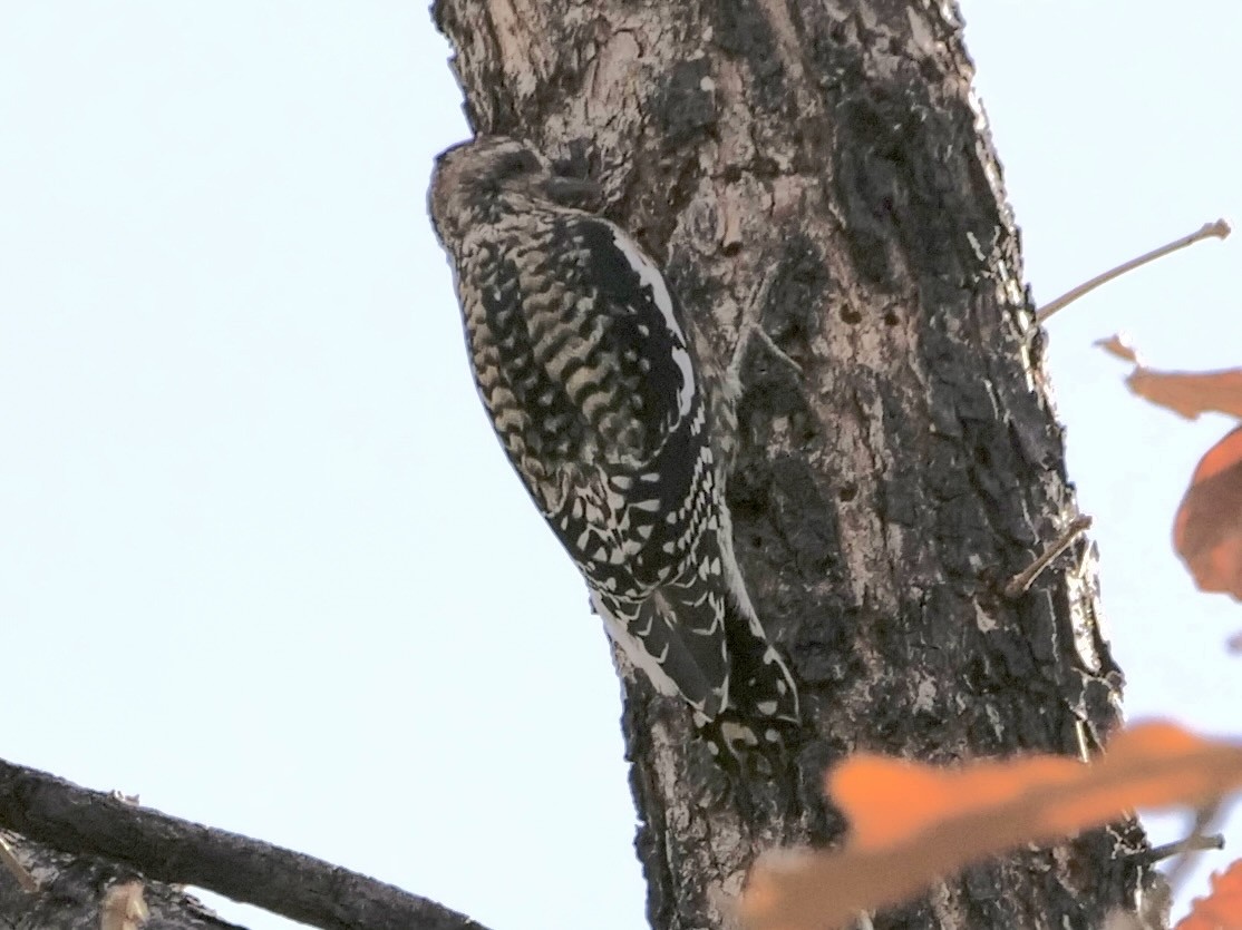 Yellow-bellied Sapsucker - ML644879067