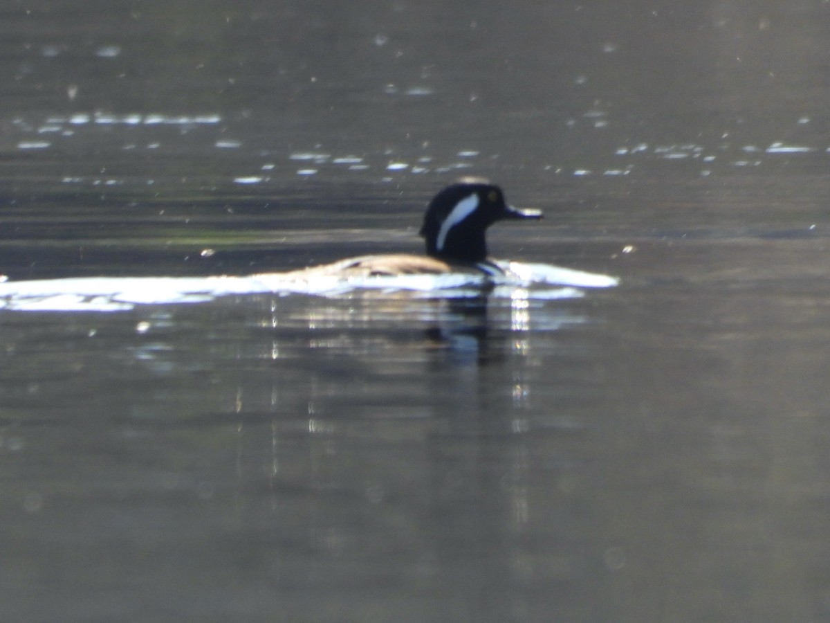 Hooded Merganser - ML644879078