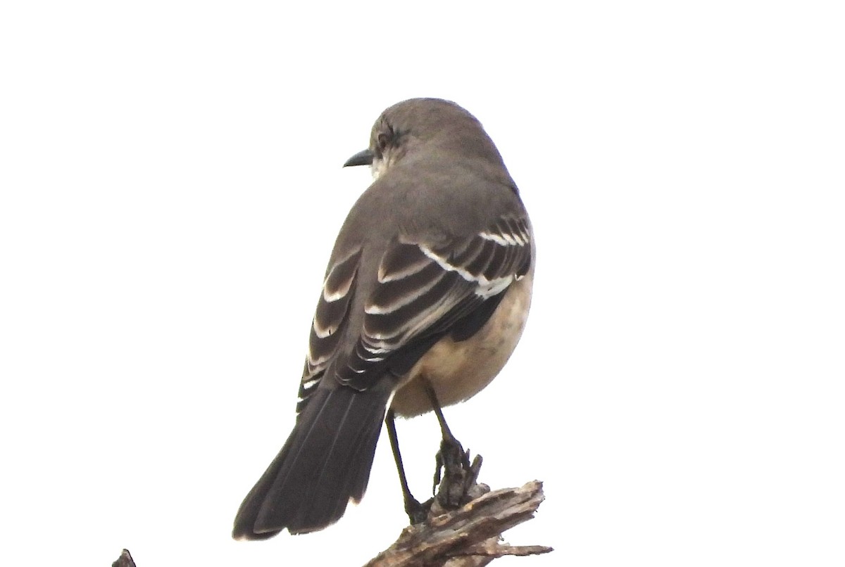 Northern Mockingbird - ML644879079