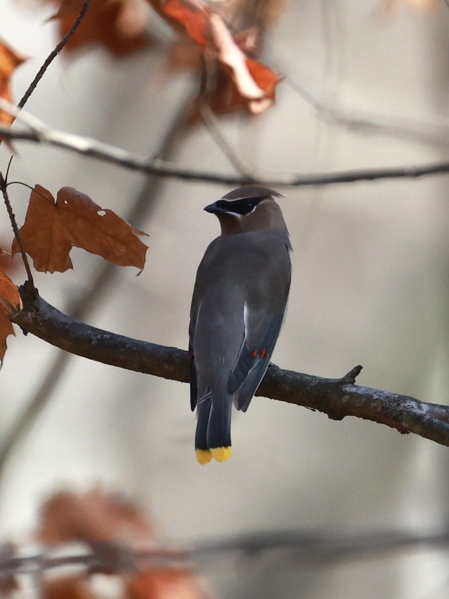 Jaseur d'Amérique - ML644879083