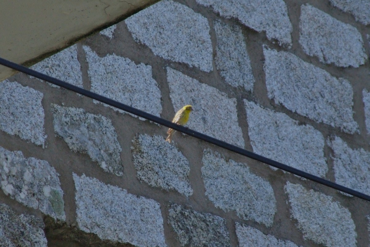 בזבוז אירופי - ML644879084