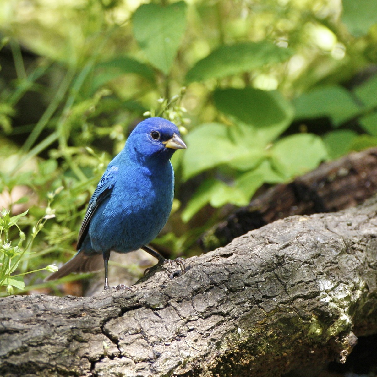 Индиговый колорин - ML644879103