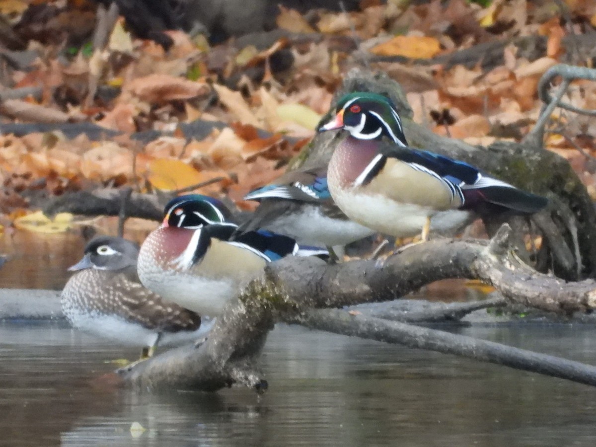 Ahate karolinarra - ML644879113