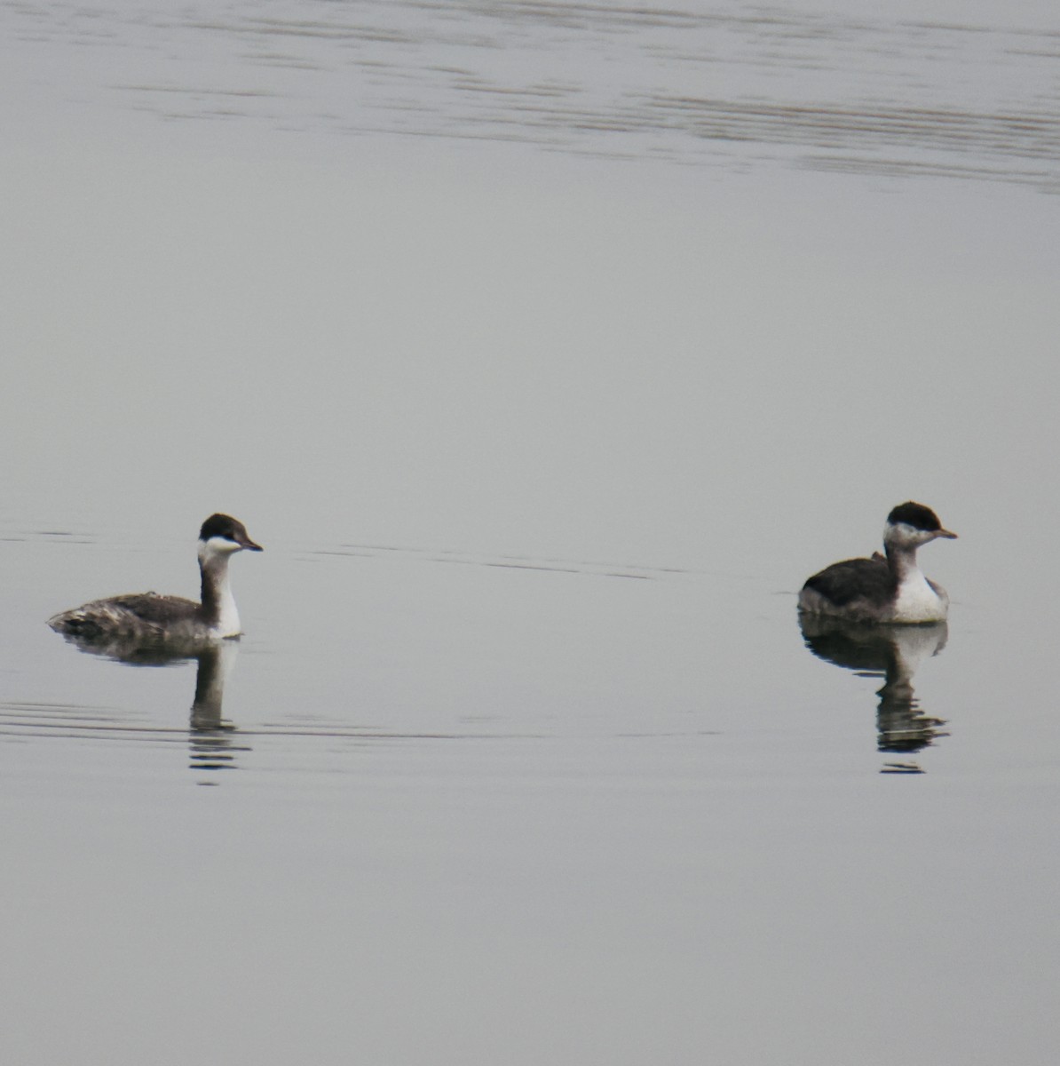 Horned Grebe - ML644879136