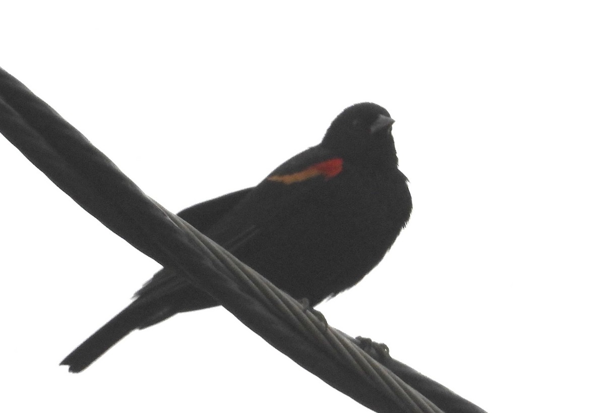Red-winged Blackbird - ML644879137