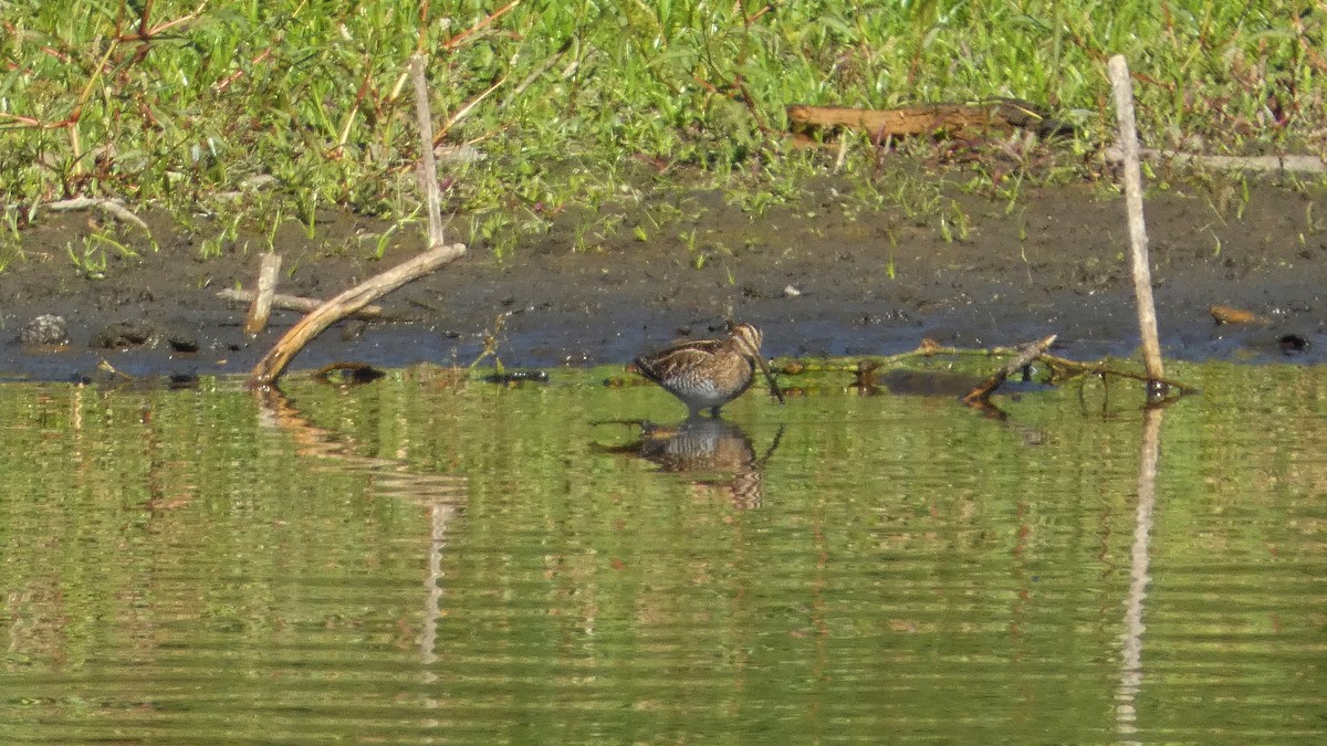 Wilson's Snipe - ML644879146