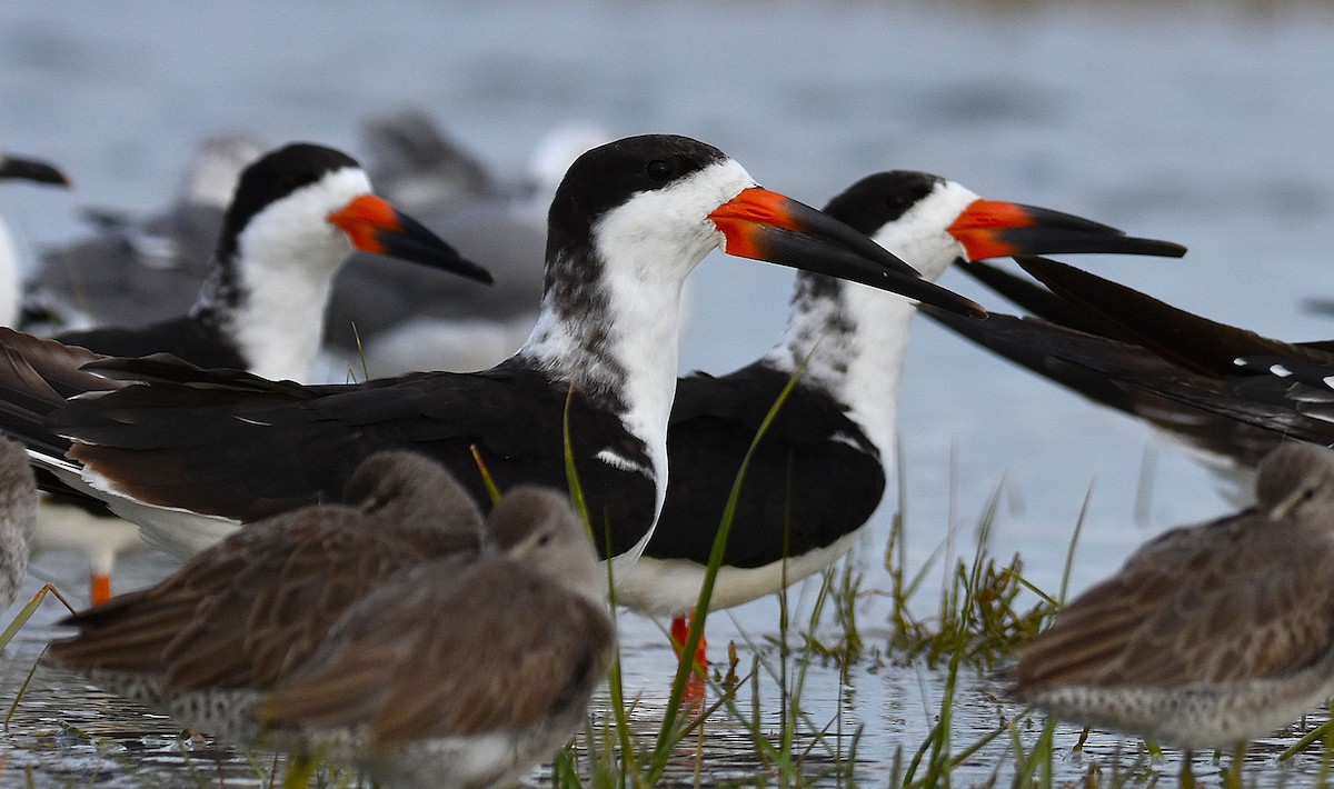 Black Skimmer - ML644879152