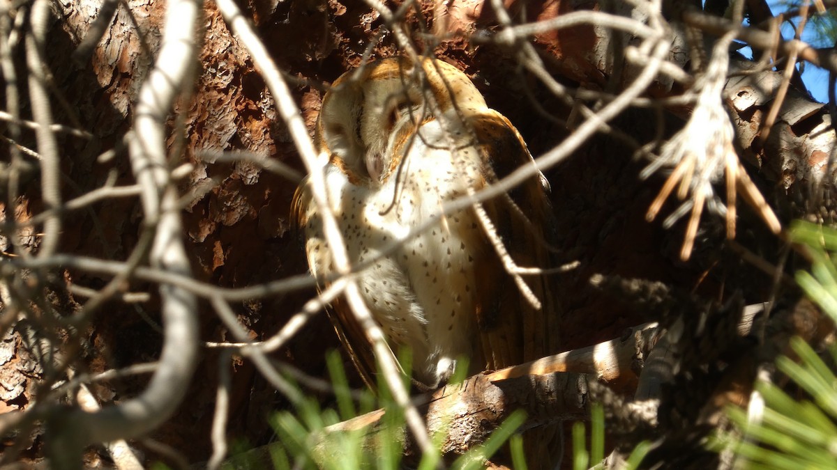 American Barn Owl - ML644879159
