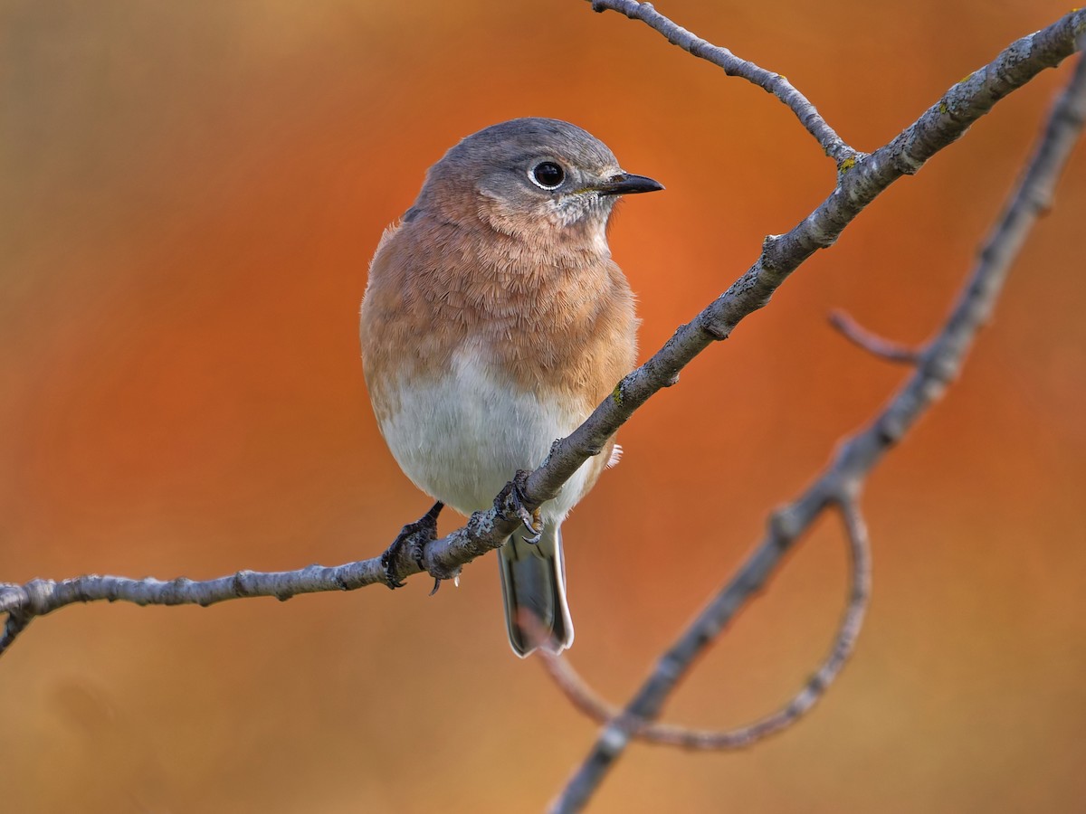 Eastern Bluebird - ML644879166
