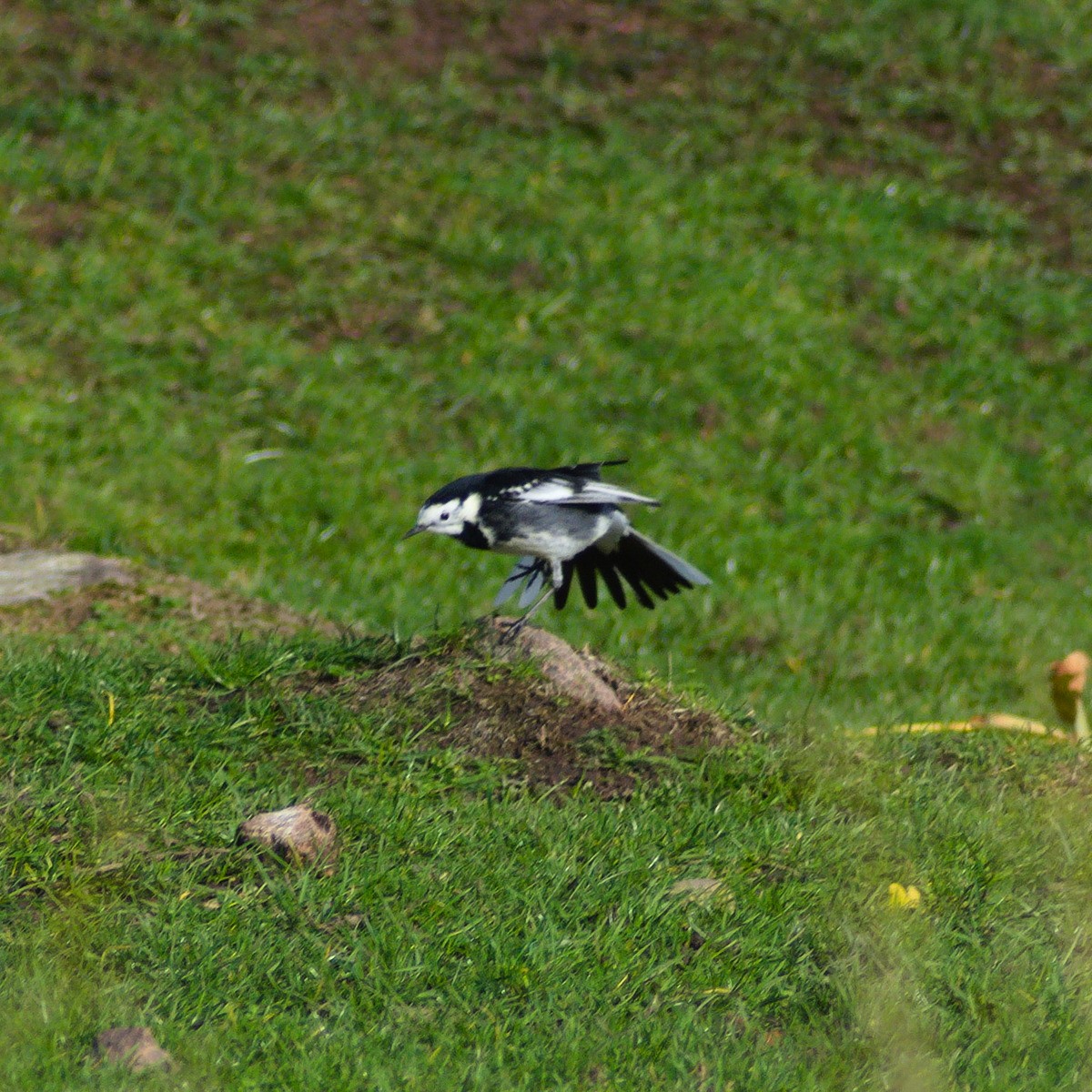 White Wagtail - ML644879167