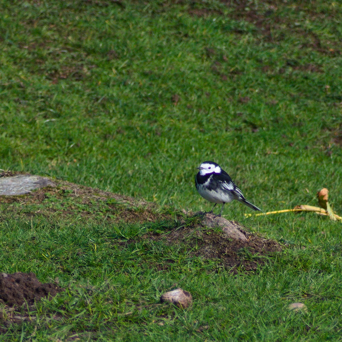 White Wagtail - ML644879168