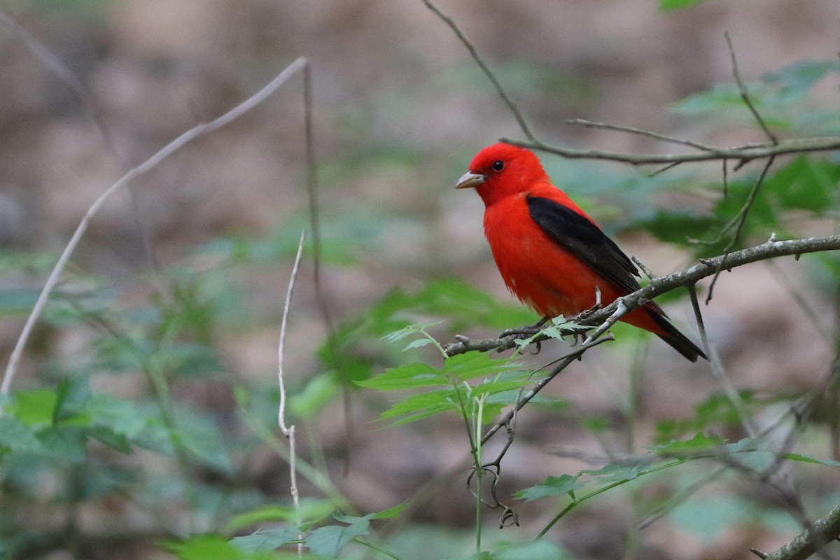 rødpiranga - ML644879169