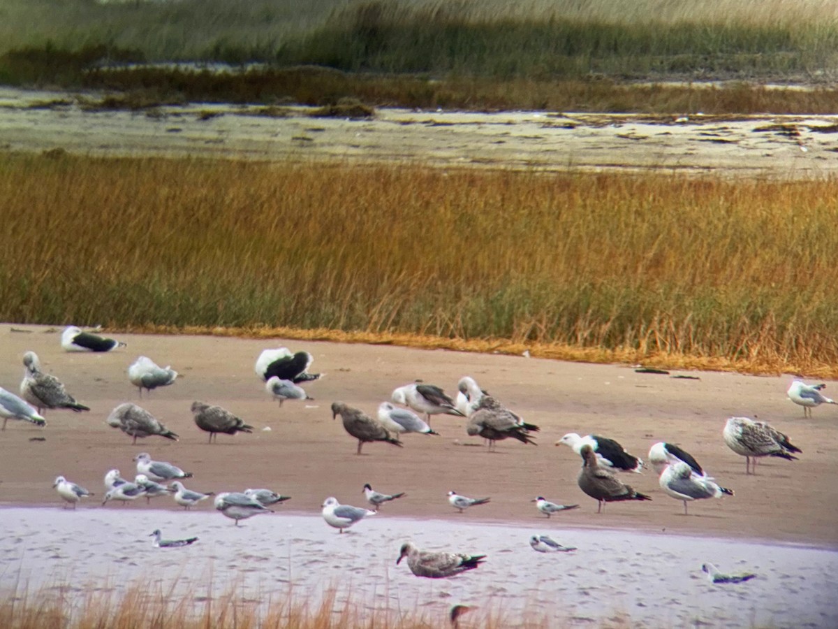 rybák obecný - ML644879184