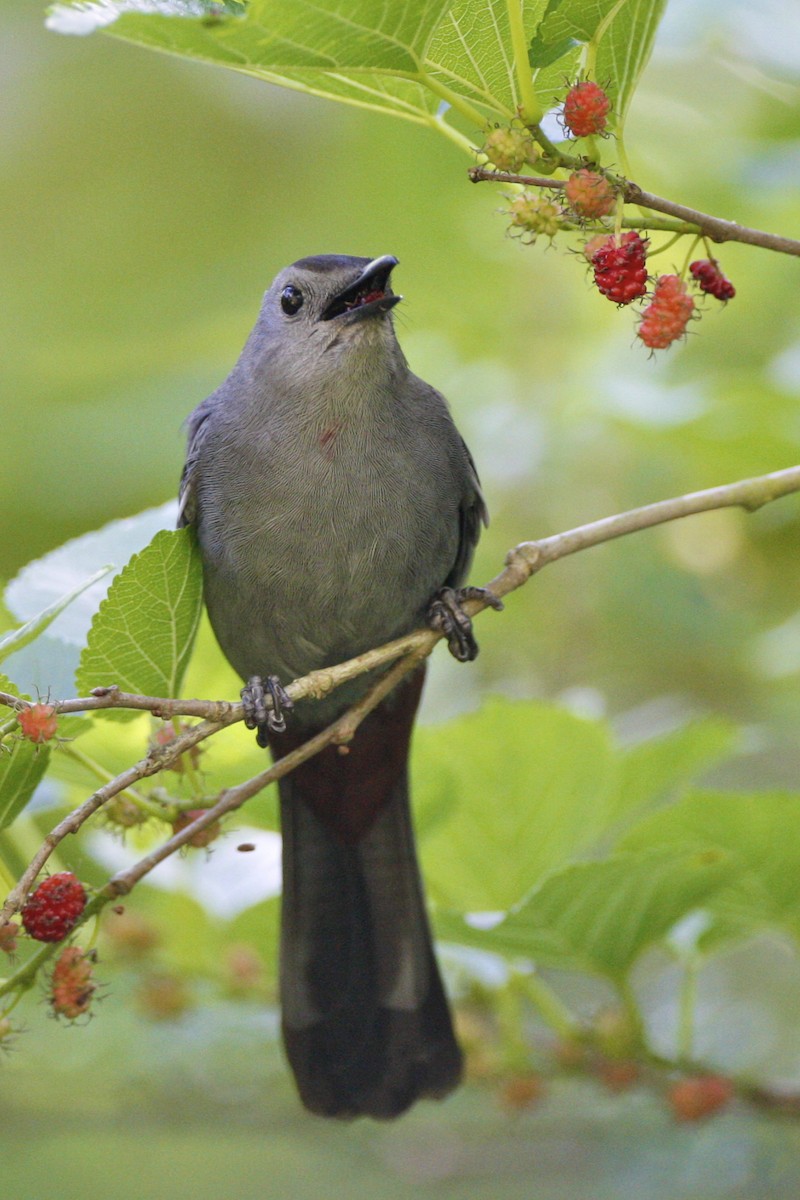 Gray Catbird - ML644879191