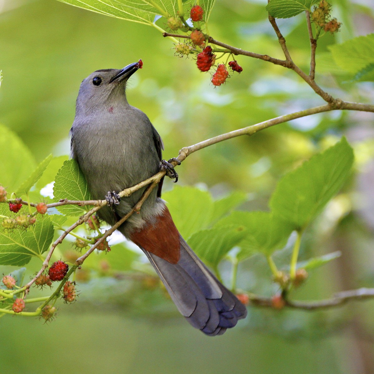 Gray Catbird - ML644879192