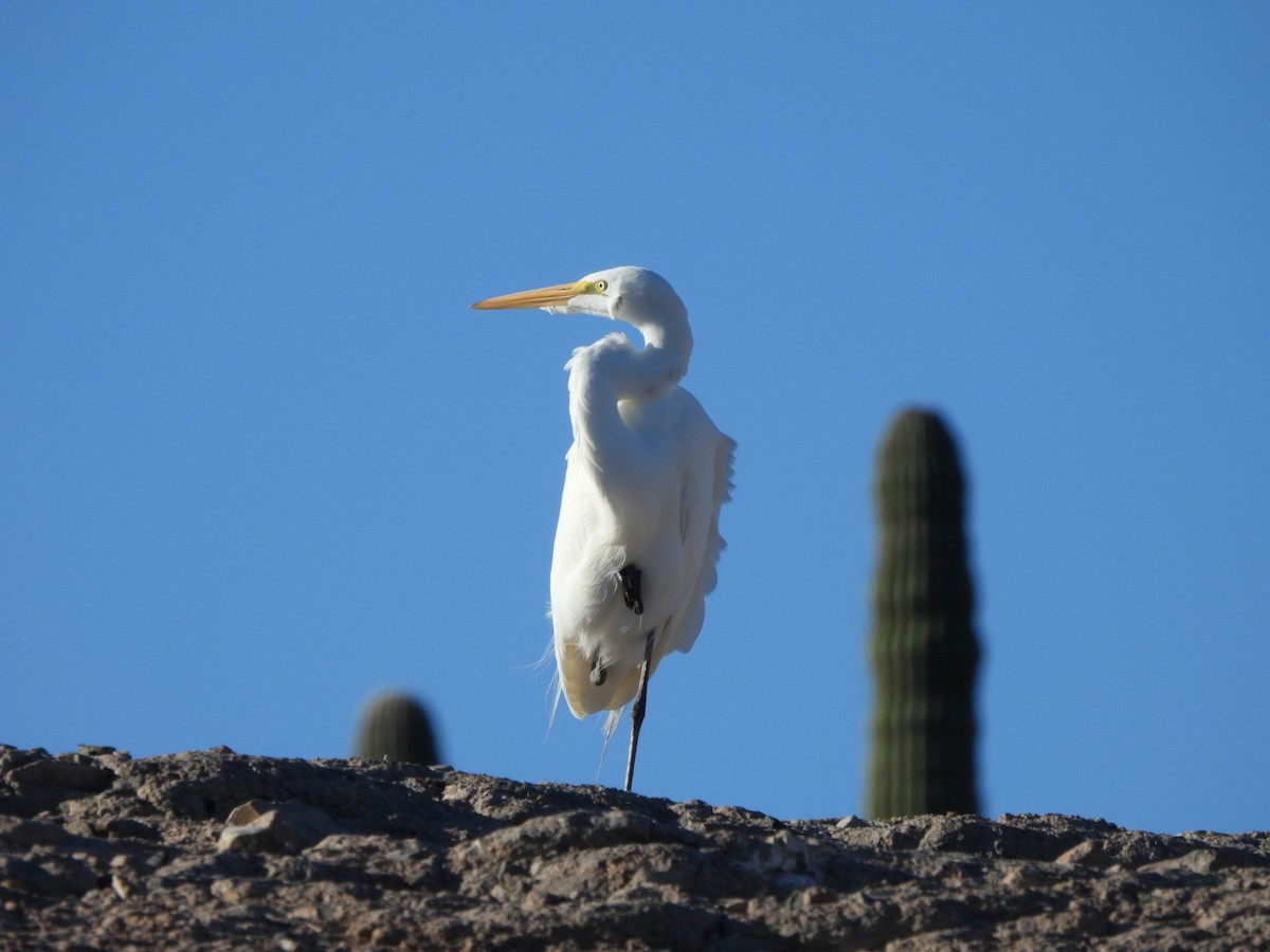 Great Egret - ML644879193
