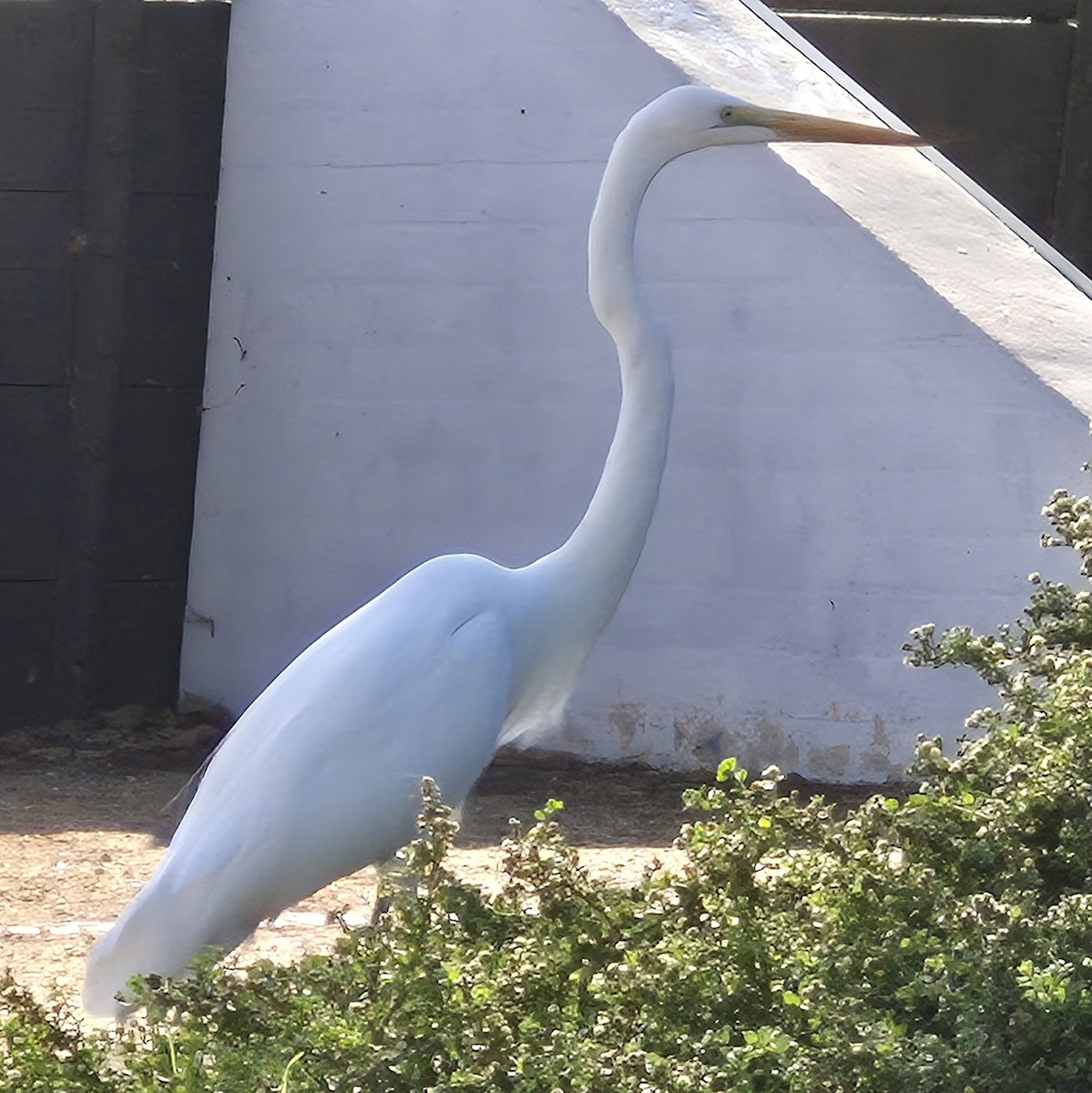 Great Egret - ML644879218