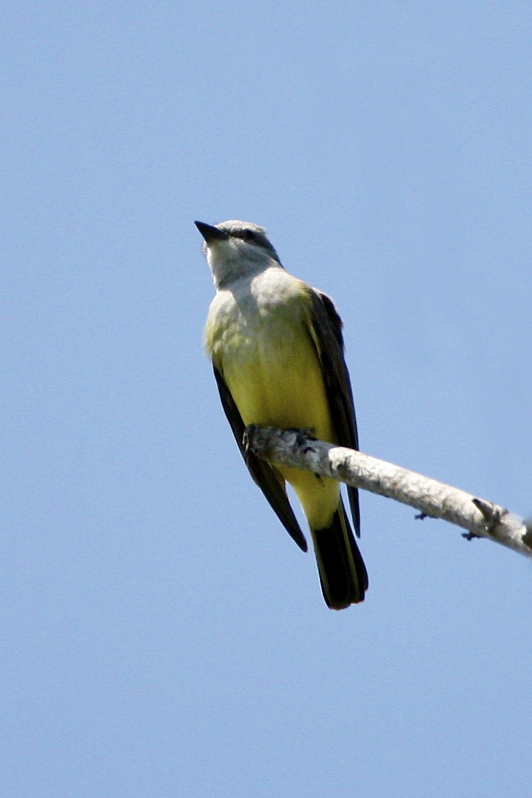 Западный тиранн - ML644879223