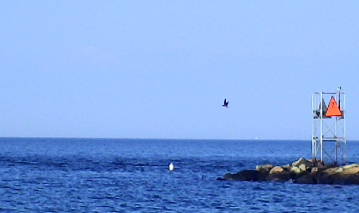 Brown Booby - ML644879228
