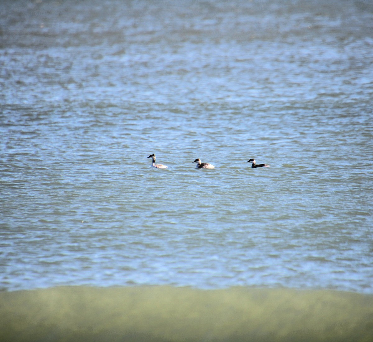 Horned Grebe - ML644879230