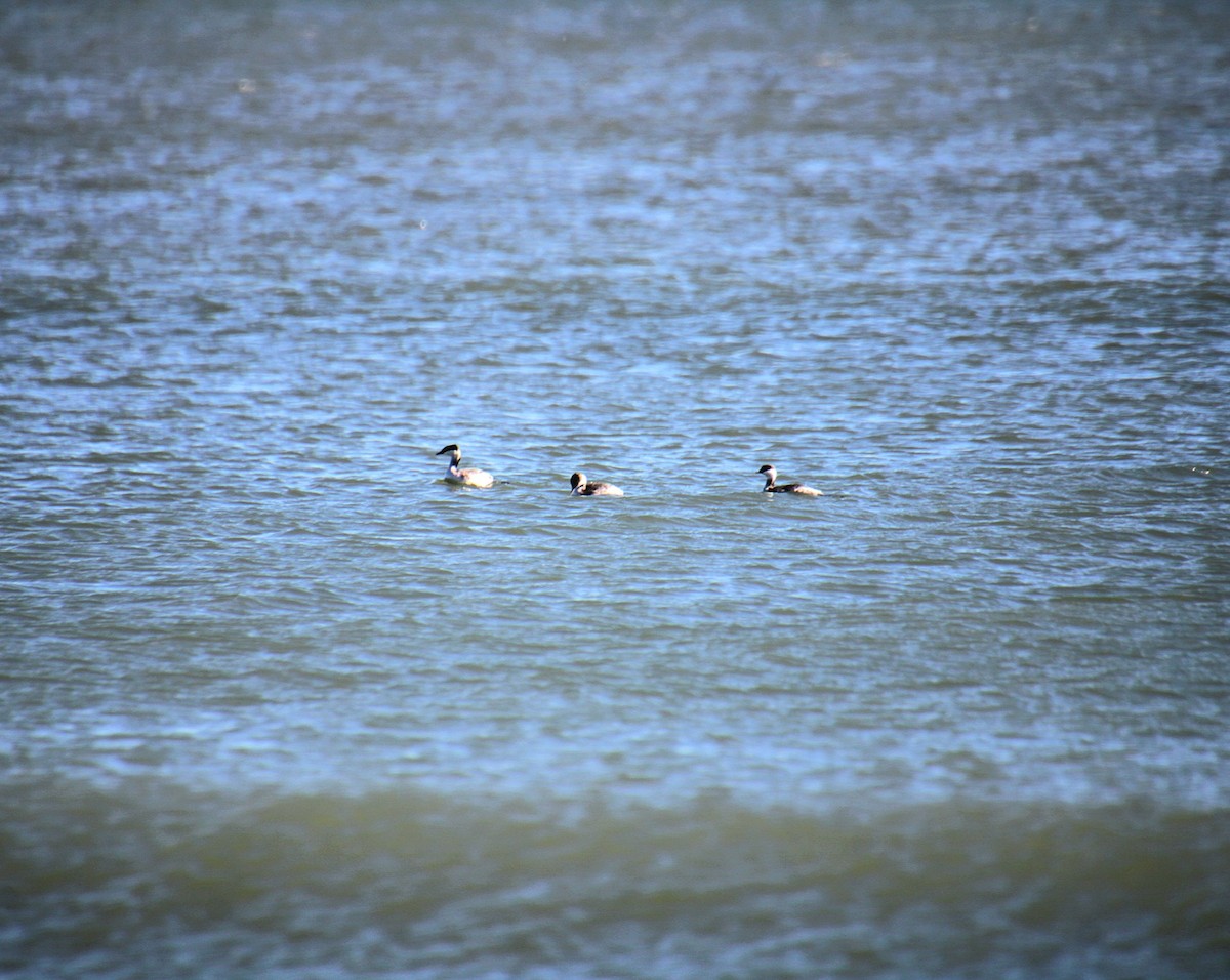 Horned Grebe - ML644879231