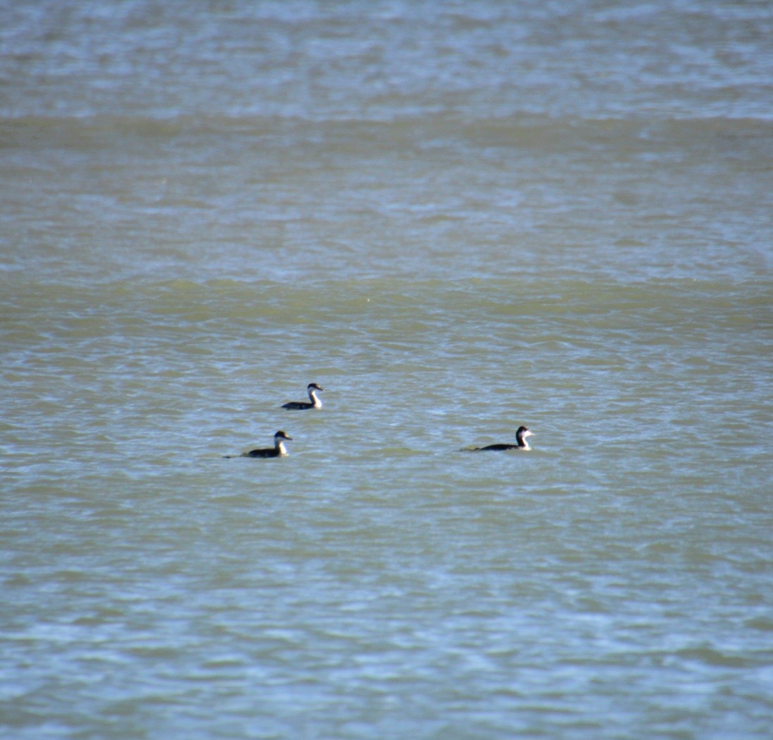 Horned Grebe - ML644879232