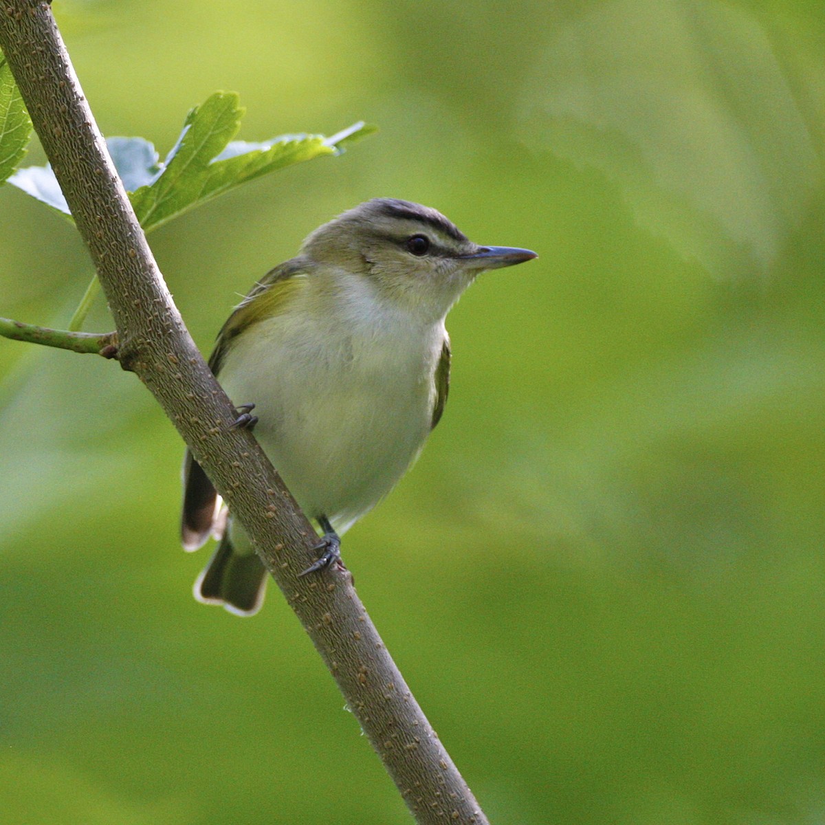 Красноглазый виреон - ML644879236