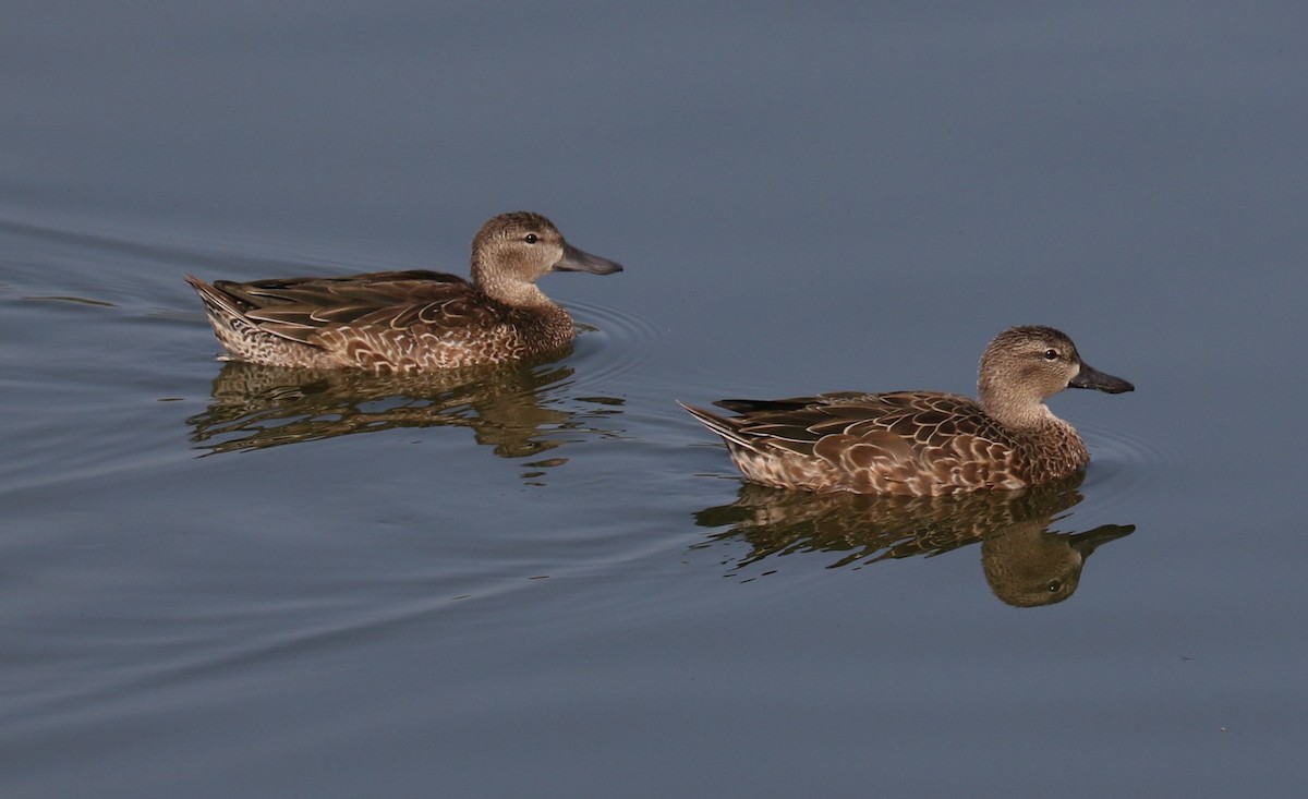 Синекрылый чирок - ML644879240