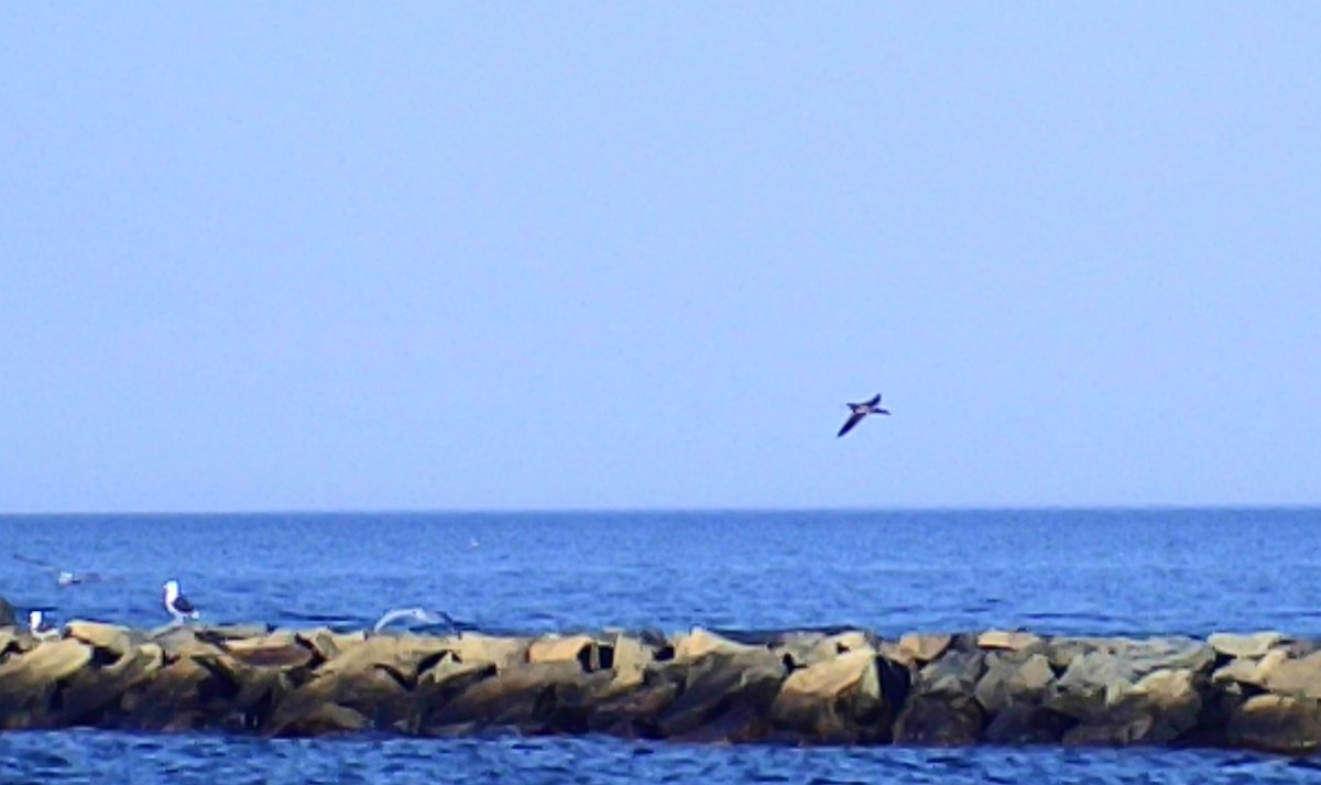 Brown Booby - ML644879246