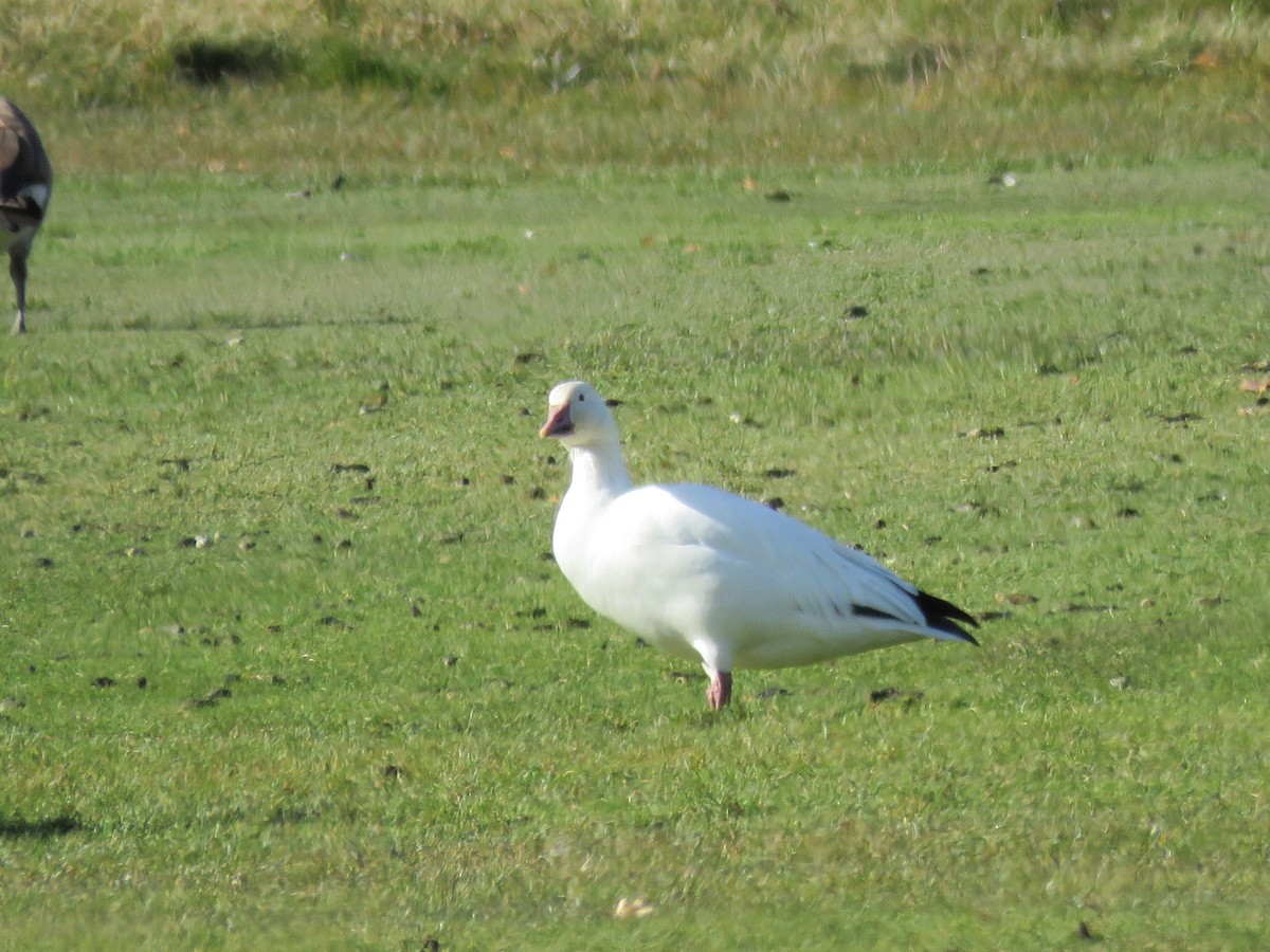 Snow Goose - ML644879252