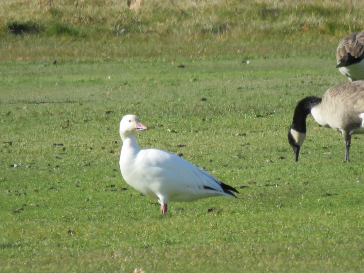 Snow Goose - ML644879253