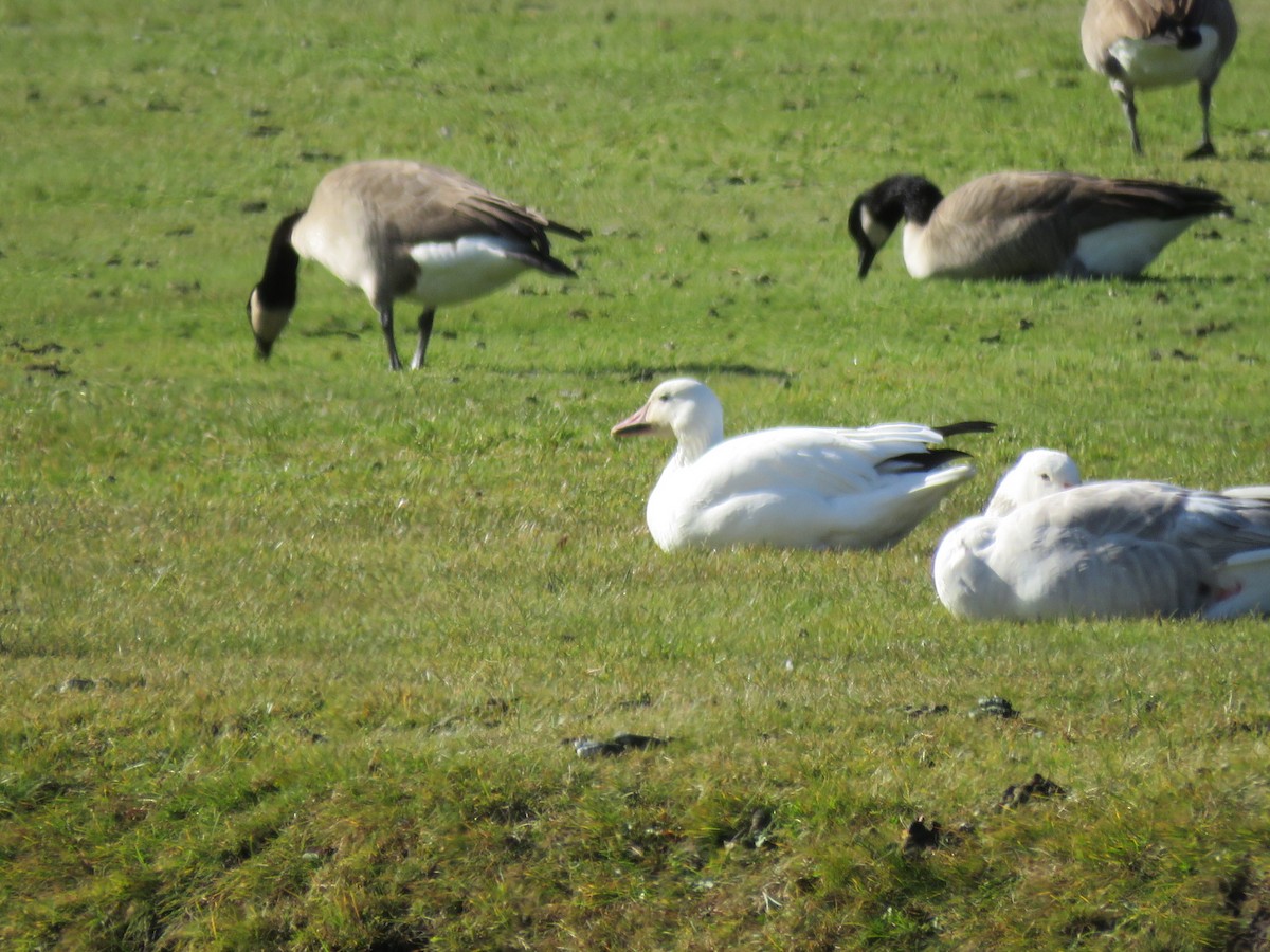 Snow Goose - ML644879254
