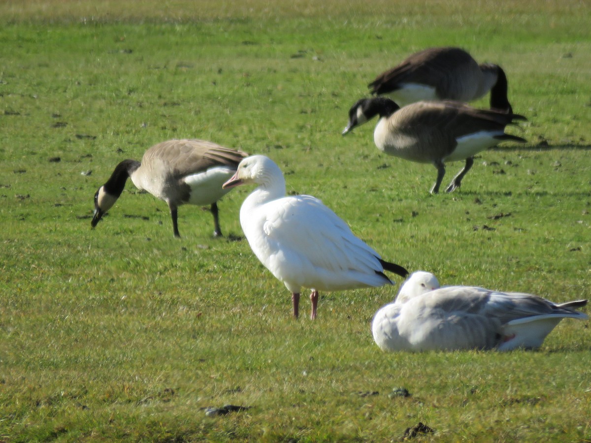 Snow Goose - ML644879255