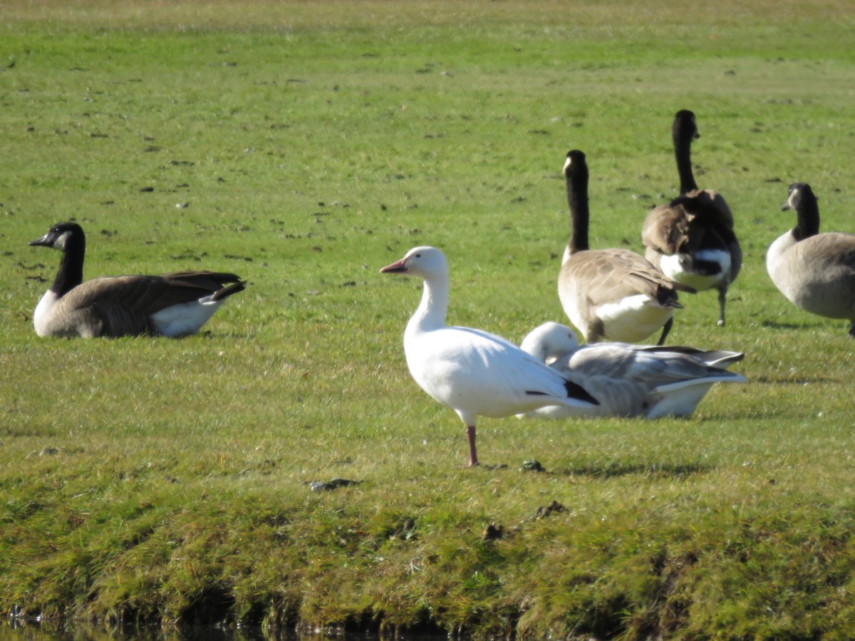 Snow Goose - ML644879256