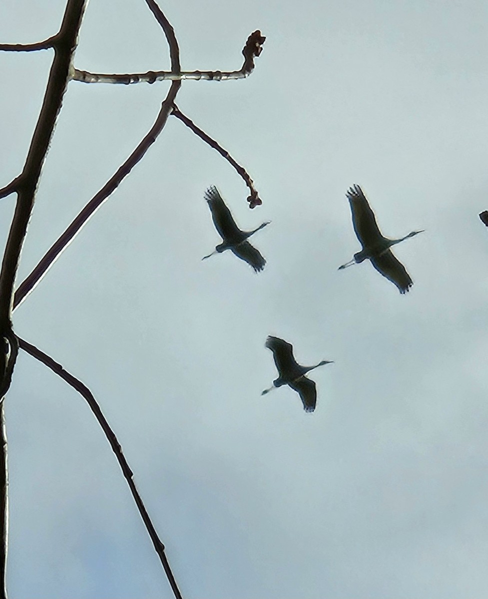 Sandhill Crane - ML644879260