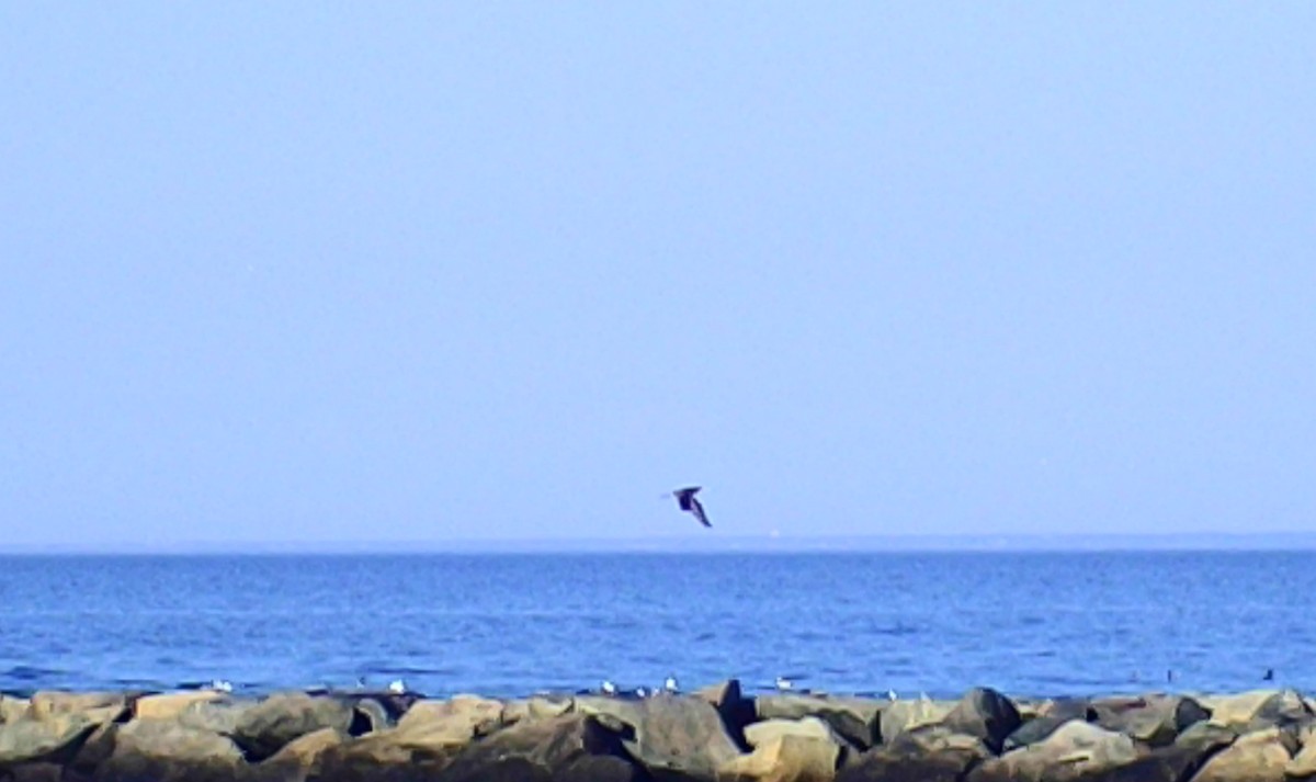 Brown Booby - ML644879282