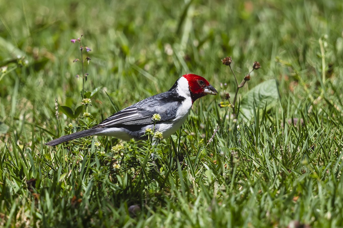 Red-cowled Cardinal - ML644879283