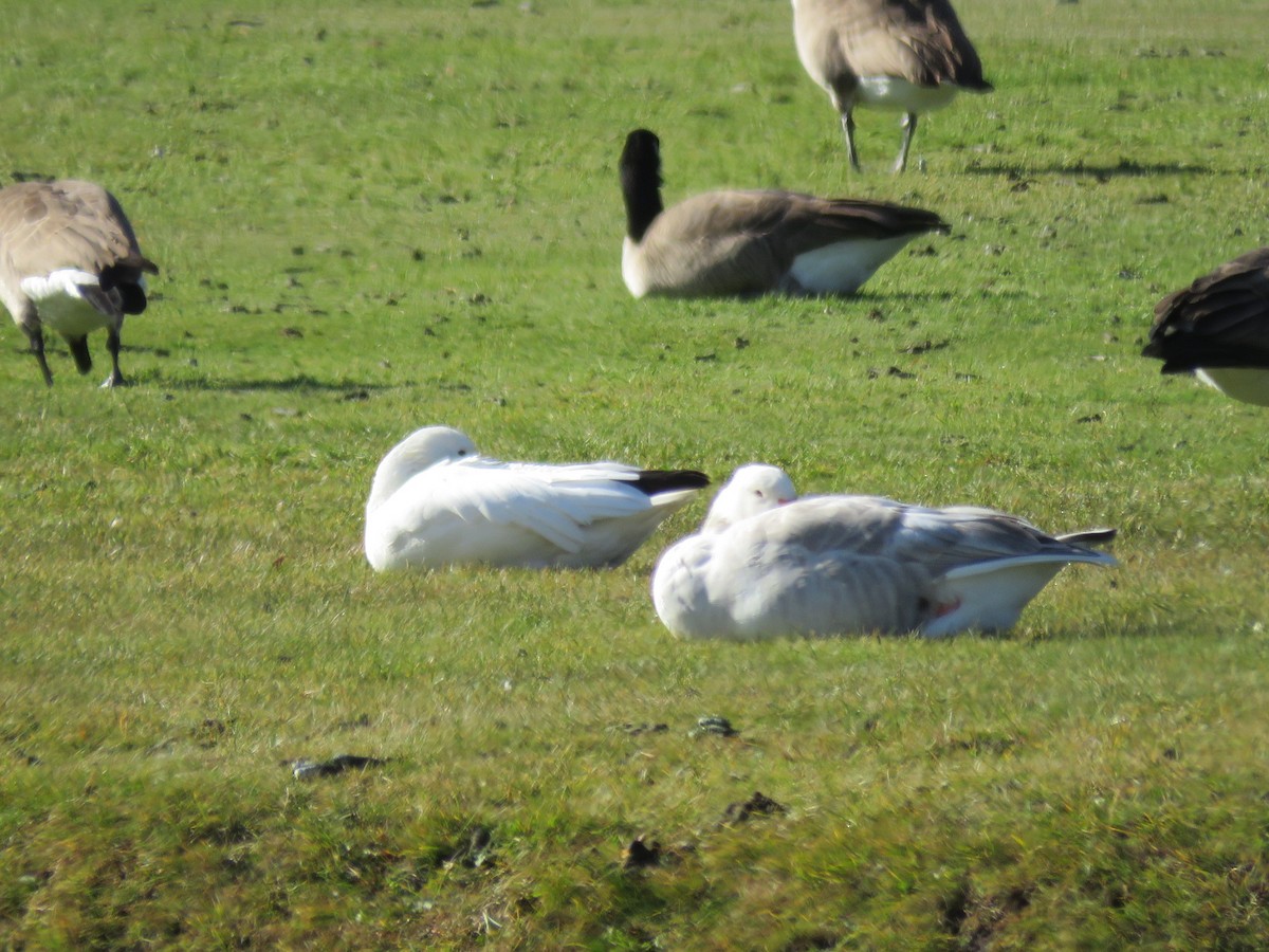 Domestic goose sp. (Domestic type) - ML644879289