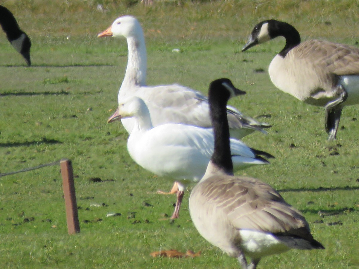 Domestic goose sp. (Domestic type) - ML644879290