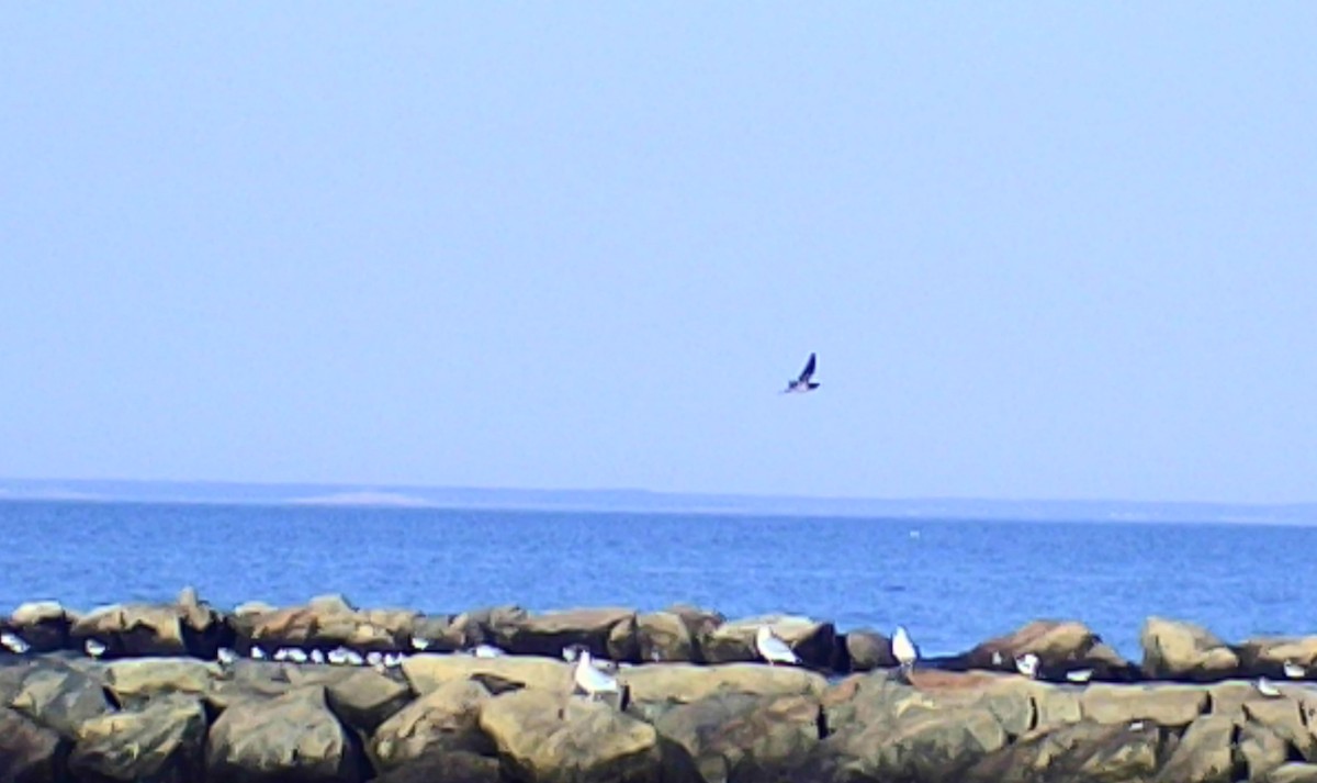 Brown Booby - ML644879297