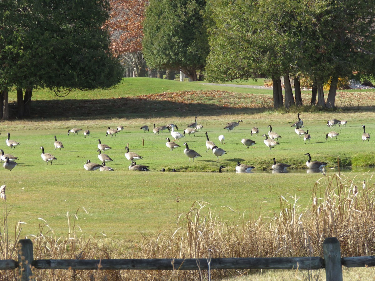 Canada Goose - ML644879299
