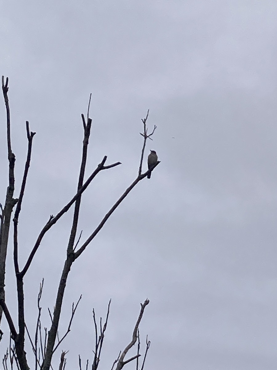 Northern Mockingbird - ML644879303