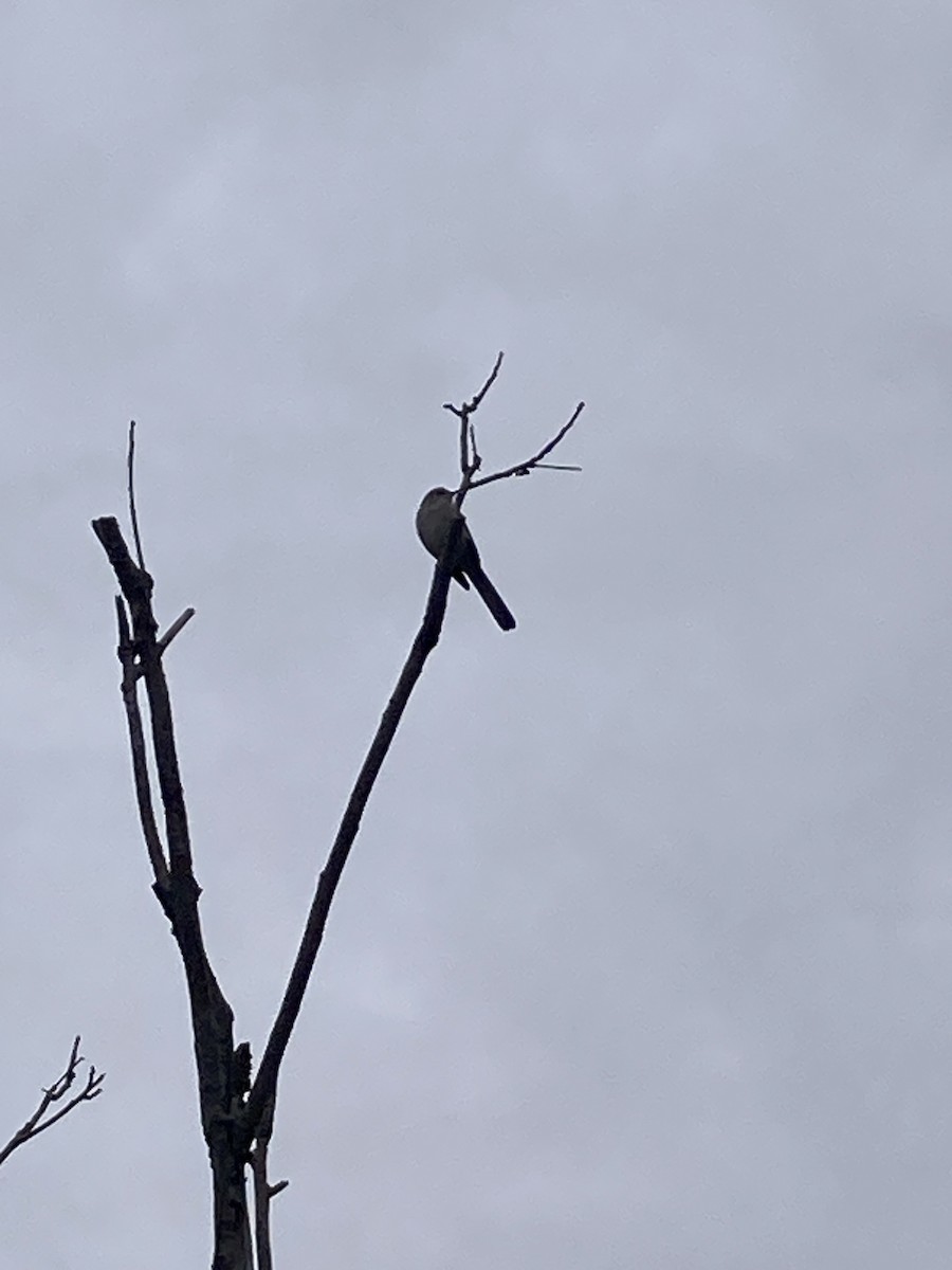 Northern Mockingbird - ML644879304